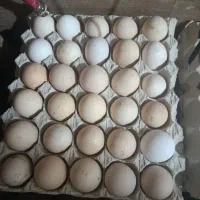 تخم مرغ محلی اصل