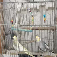 یه جفت عروس هلندی مولد