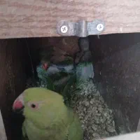 جوجه سرلاکی ملنگو ۳عد موجوده