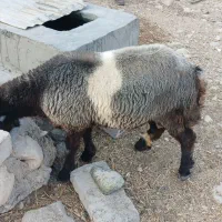 بره|حیوانات مزرعه|شنبه و طسوج, |دیوار