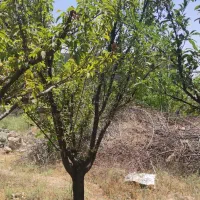 باغ-500-متر-ده-حسن