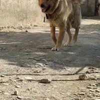 سگ ماده سرابی