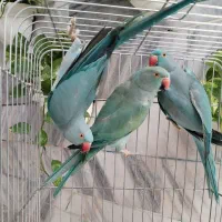 ماده ملنگو بالغ