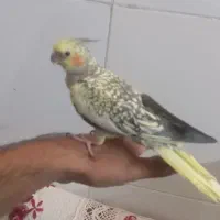 عروس هلندی ماده گل باغالی دستی فول ۱۱ماهشه