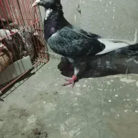 تعدادی کبوتر