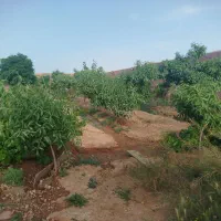 فروش-باغ-حاجی-آباد