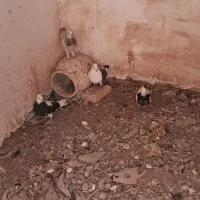 کفتر