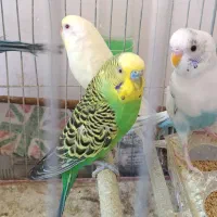 مرغ عشق و عروس هلندی