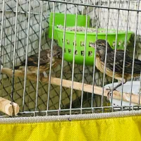 قناری سرخ شیرازی