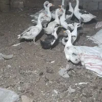غاز