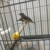 یک جفت فنج توت فرنگی درجه یک