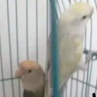 یک جفت مرغ عشق/جفت کوطوله برزیلی/جفت عروس هلندی
