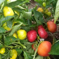 هرس کردن باغ انگوروهمه باغات میوه جات