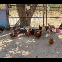 بوقلمون و مرغ و بلدرجین