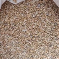 گندم و برنج غذای کبوتر