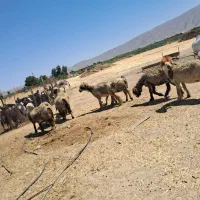 میش|حیوانات مزرعه|فیروزآباد (فارس), |دیوار