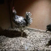 نیمچه‌مرغ‌وخروس