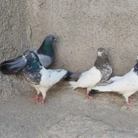 کله دمسبز جوجه و بالغ
