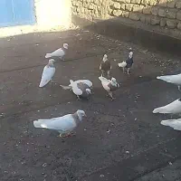 طوقی