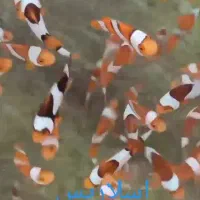 فروش عمده و خرده دلقک آبشور
