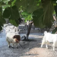 فروش بزوتیشتر وکهر کیلویی ۵۸۰ بره کیلو ۶۰۰