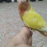 ۱عدد کوتوله زرد صورت هلویی آروم ودستی