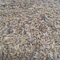 فروش جو محلی