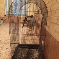قفس بزرگ