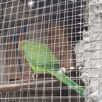 دو جفت طوطی ملنگو