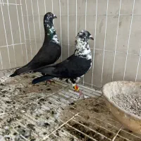 گوره سینه سفید