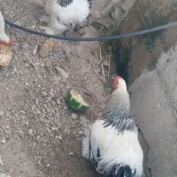 فروش مرغ و خروس
