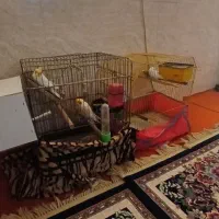 طوطی عروس هلندی. مرغ عشق