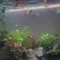 آکواریوم|ماهی|خمینی‌شهر, |دیوار