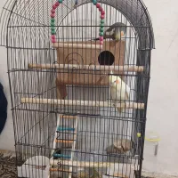 عروس هلندی  مرغ عشق
