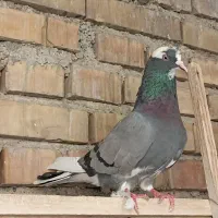 کبوتر یا کفتر