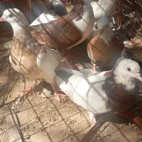 فروش 6عدد کبوتر سعی  سالم حراج