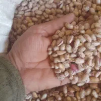 لوبیا چیتی|خوردنی و آشامیدنی|نظر کهریزی, |دیوار