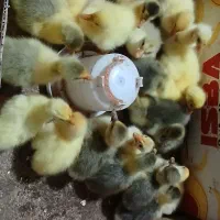 جوجه غاز محلی و قوغاز