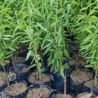 ارقــام پیــونــدی پسـته  آماده کاشت