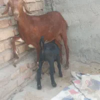 یک عدد بز کهره در پاکستانی ۳قلو زا