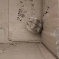 همستر|موش و خرگوش|فولادشهر, A3|دیوار