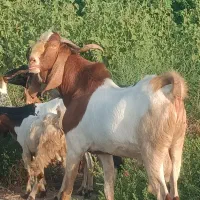 کهره|حیوانات مزرعه|میناب, |دیوار