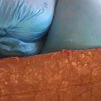 کاه گندم