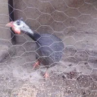 مرغ شاخ دار زیبا
