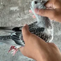 کفتر