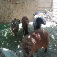 4رای‌میش