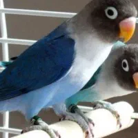 طوطی برزیلی گمشده