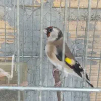 سهره ماده مست