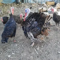 مرغ خروس جوجه بوقلمون