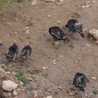 چهار عدد بوقلمون تخم گذار  یکی کرچ